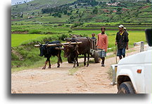 Zebu Ox Cart::Antoetra, Madagascar::