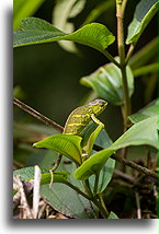 O'Shaughnessy's Chameleon::Ranomafama, Madagascar::