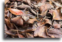 Brown Leaf Chameleon #2::Ranomafama, Madagascar::