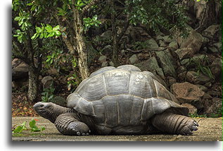 Seychelles