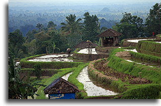 Lone Worker at Paddy Fields::Bali, Indonesia::