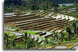 Flooded Rice Terraces::Bali, Indonesia::
