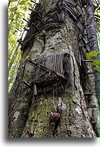 The Trunk with Graves::Tana Toraja, Sulawesi Indonesia::