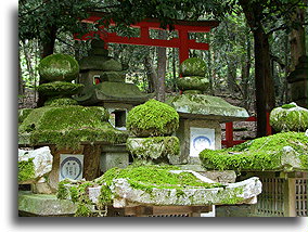 Lanterns and Tori::Kasuga Taisha in Nara, Japan::