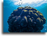 Anguilla Underwater