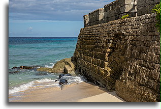 British Era Cannons by the Fort Wall::Barbados, Caribbean::