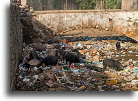 Pigs Eating Trash::Cap-Haïtien, Haiti, Caribbean::