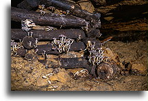 Fungi in the Mine::Former Frederick Mine, Tarnowskie Góry, Poland::