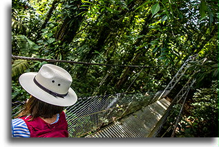 Fer-de-lance Bridge::Mistico Hanging Bridges, Costa Rica::