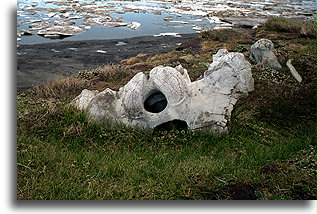 Old Whale Bone::Arctic, Alaska, United States::