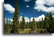 Black Spruce::Alaska, United States::