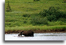 Moose::Alaska, United States::