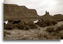 Mustangs::Monument Valley::