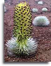 Silversword Plant::Maui, Hawaii Islands::
