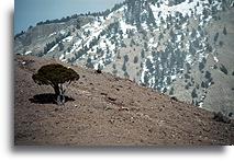 Trees